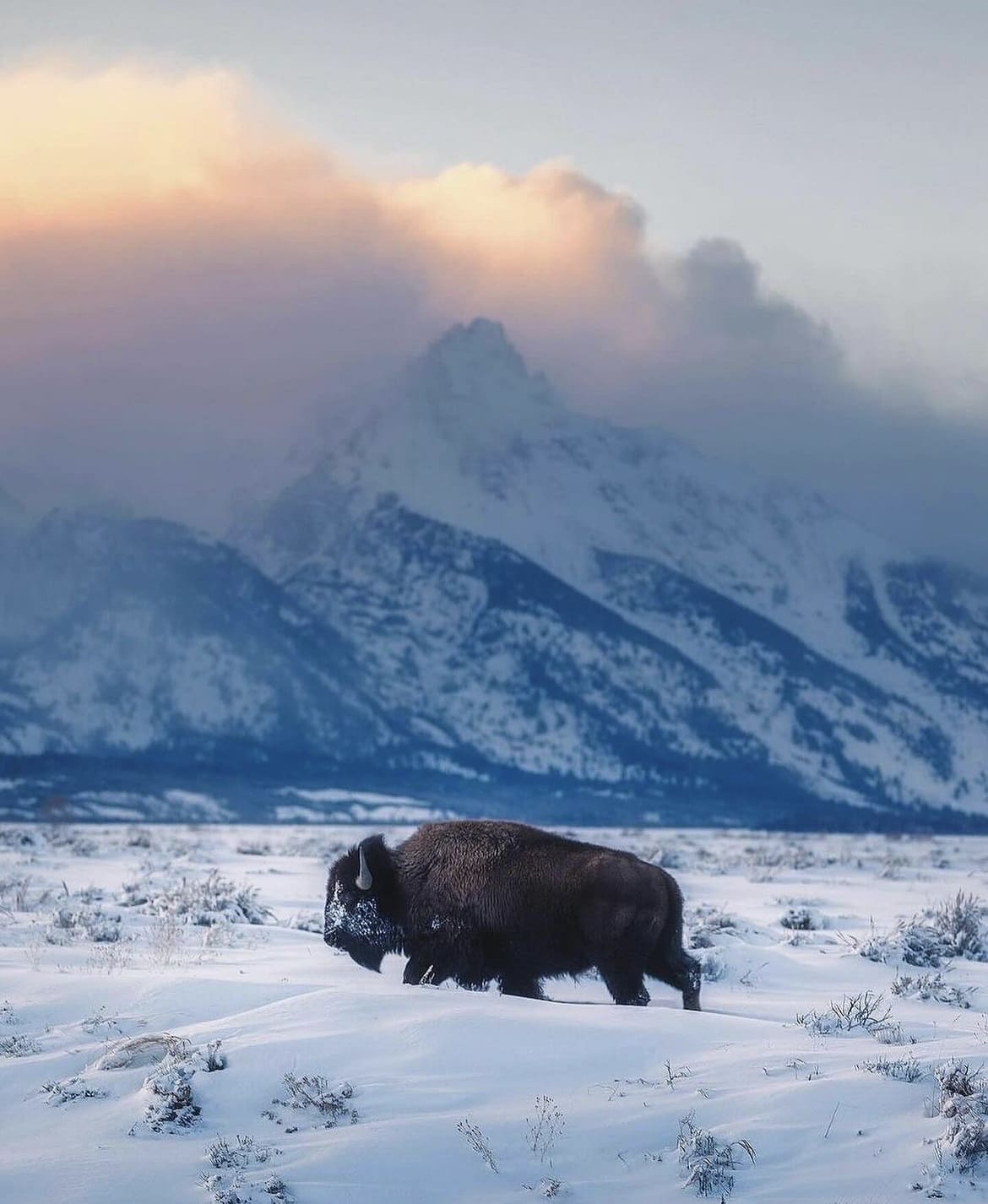 Buffalo in Grand Teton